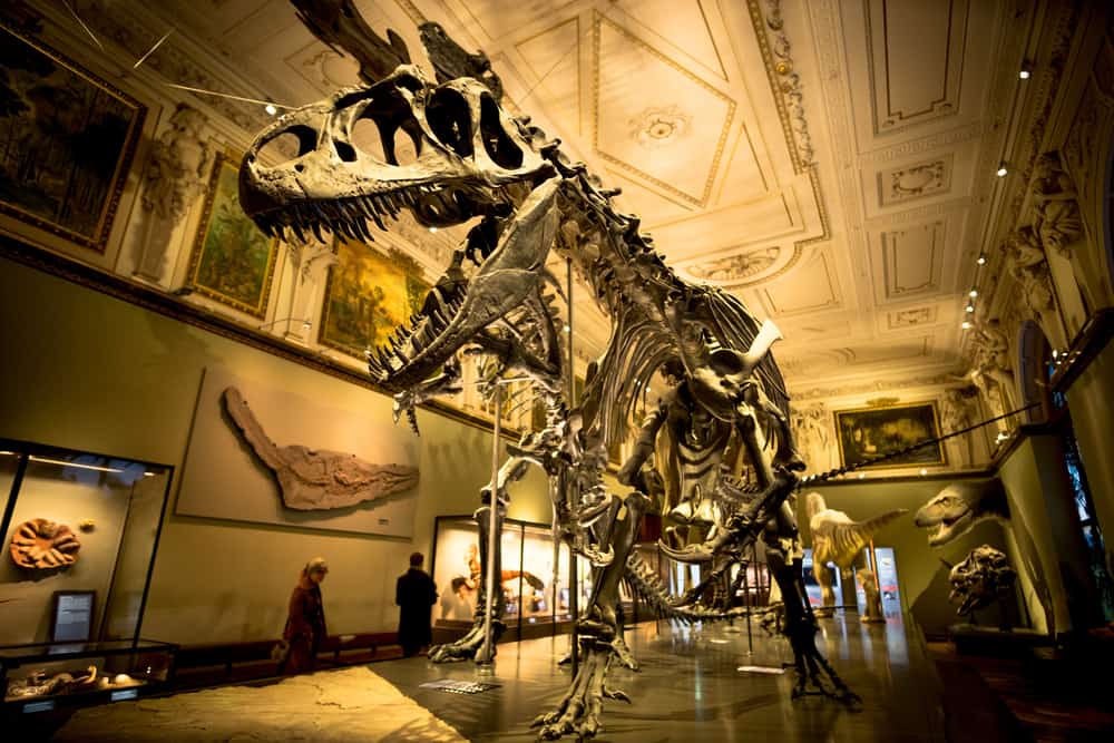 Vienna Natural History Museum