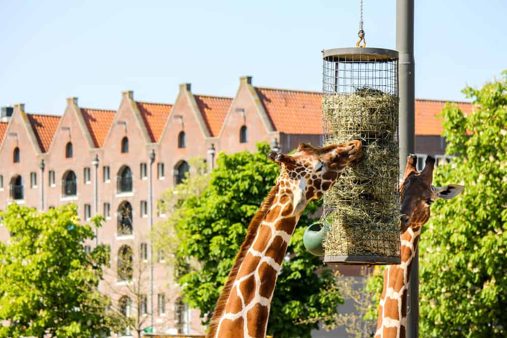 Artis Zoo