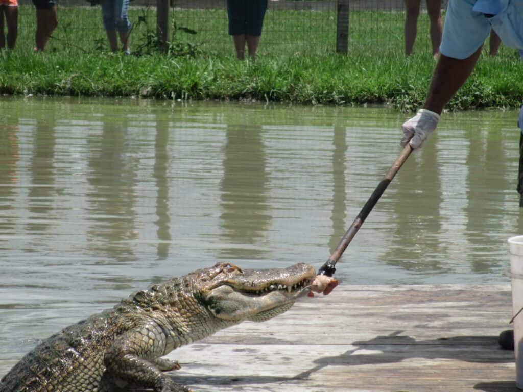 Greenwood Gator Farm
