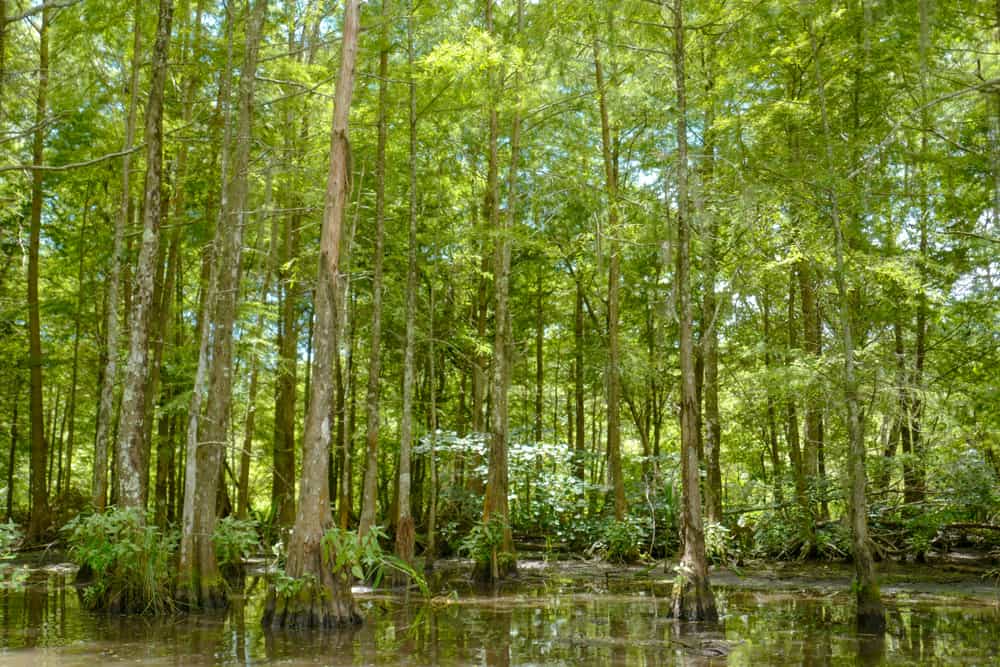 Honey Island Swamp