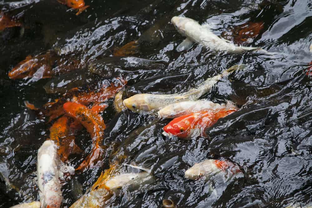 Alexandria Zoological Park