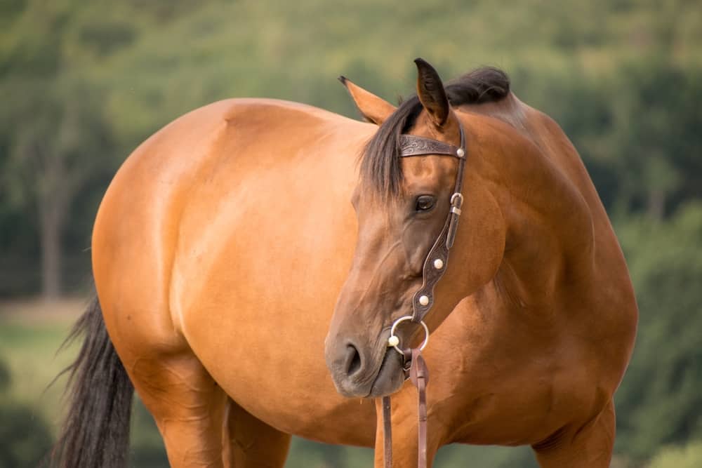 Saddlebred