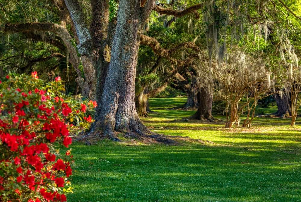 Jungle Gardens