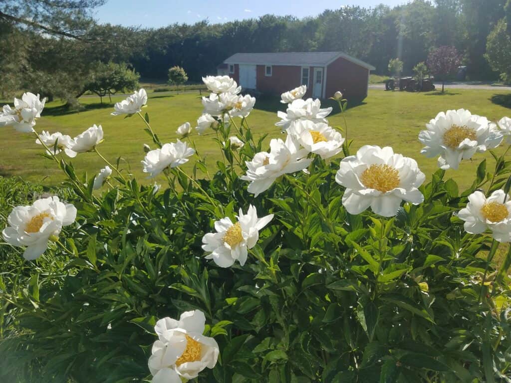 Tattersall Farm