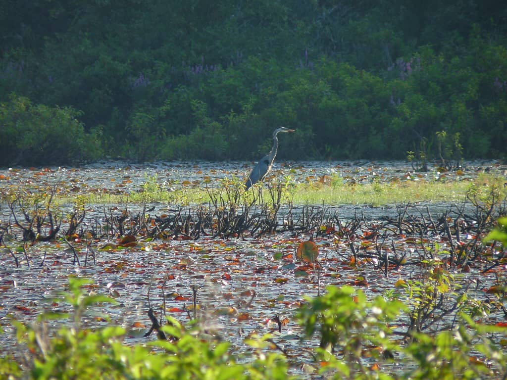 Nevins Bird Sanctuary