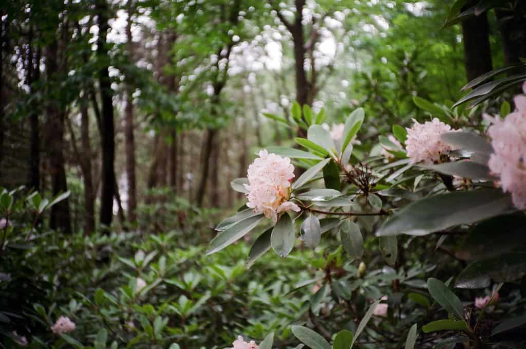 Moncrieff Cochran Bird Sanctuary