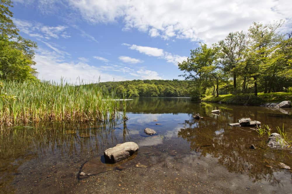 Berry Pond, Pittsfield State Forest
