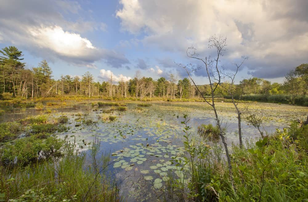Canoe Meadows Wildlife Sanctuary