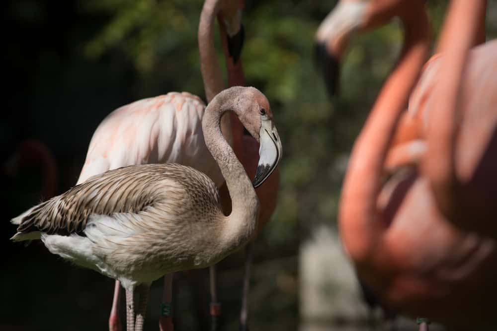 Caribbean Flamingo