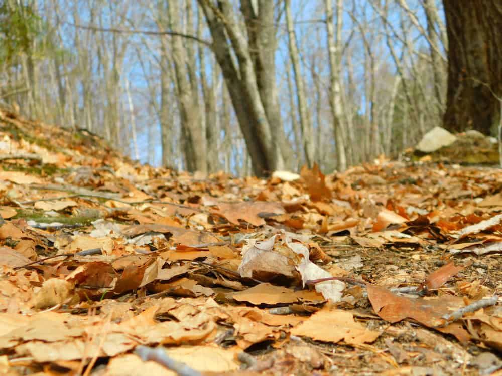 Flat Rock Wildlife Sanctuary