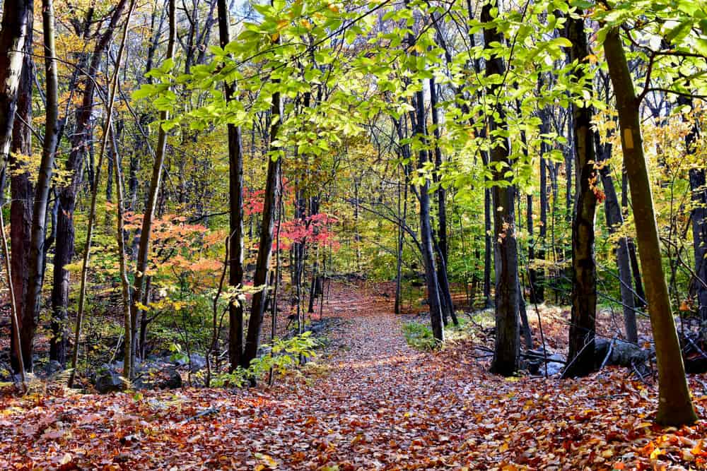 Carlstrom Memorial Forest
