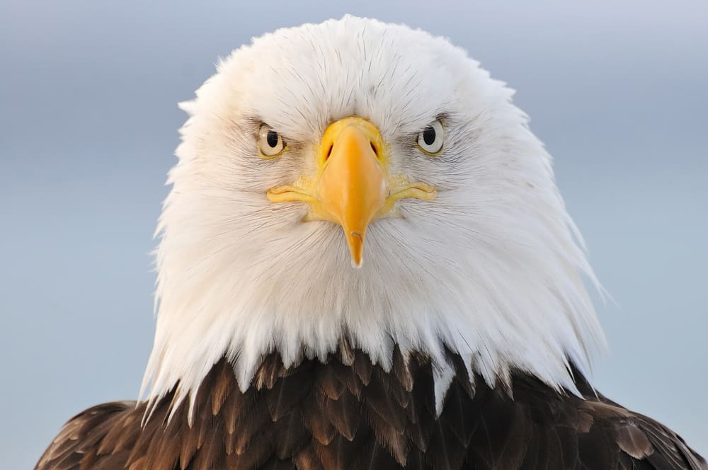 Bald Eagle