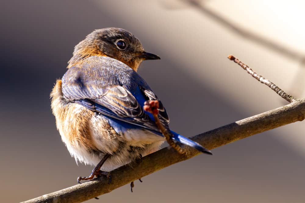 Bluebird