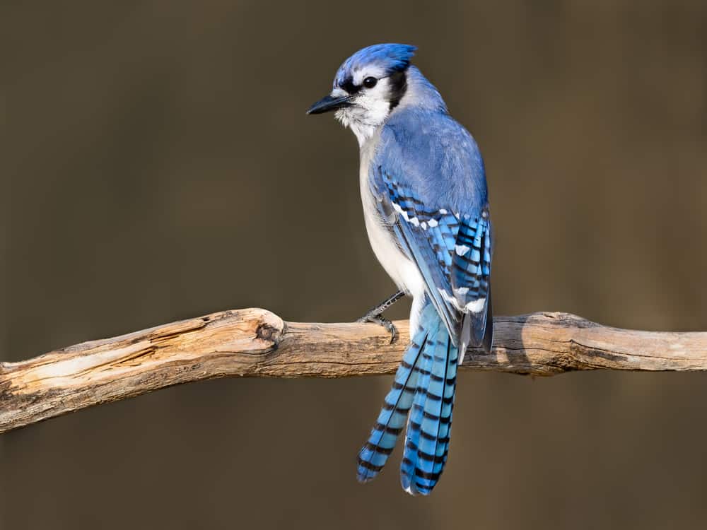 Blue Jay