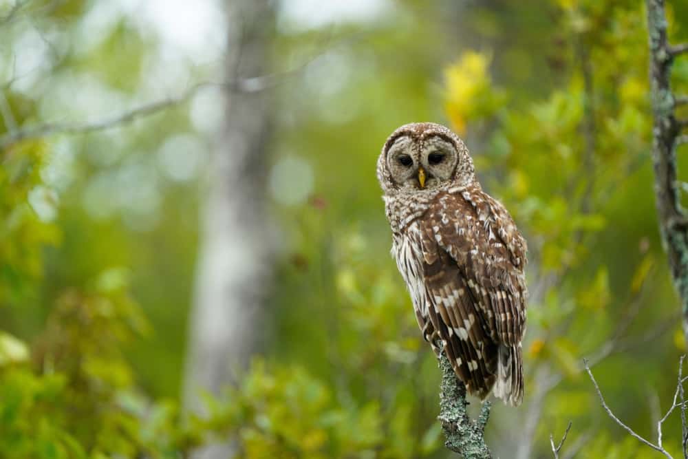 Barred Owl