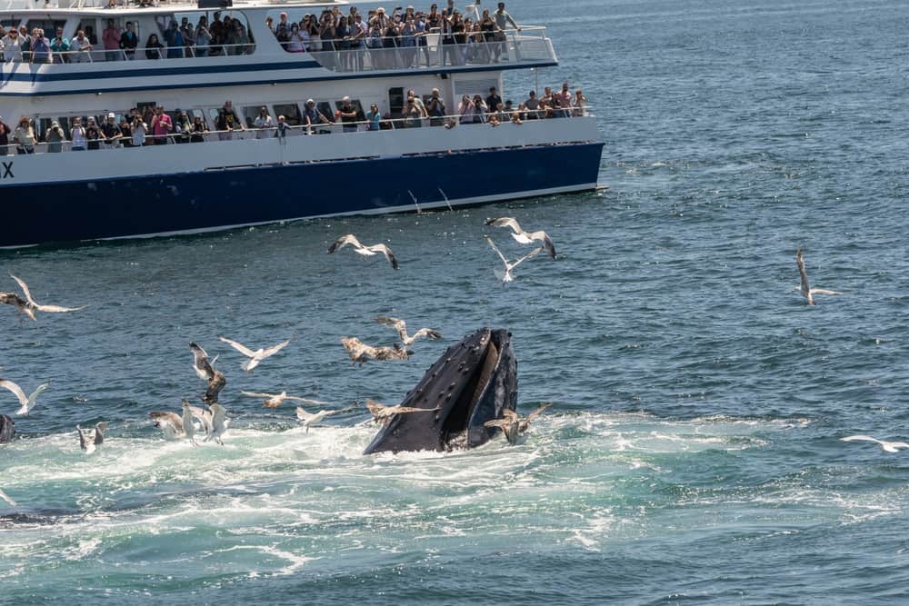 Hyannis Whale Watcher Cruises
