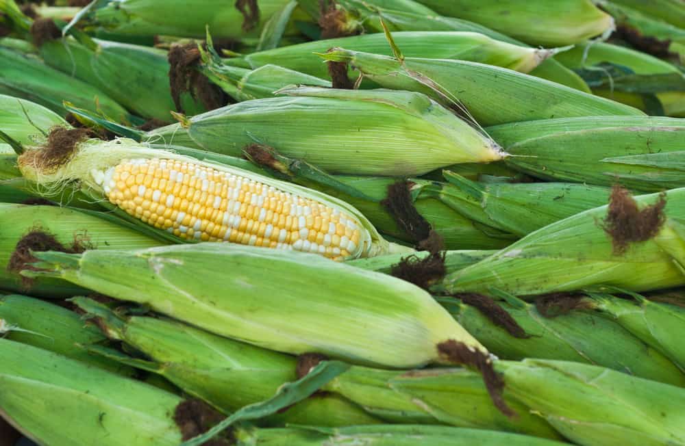 Corn