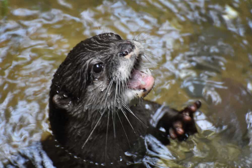 North American River Otter