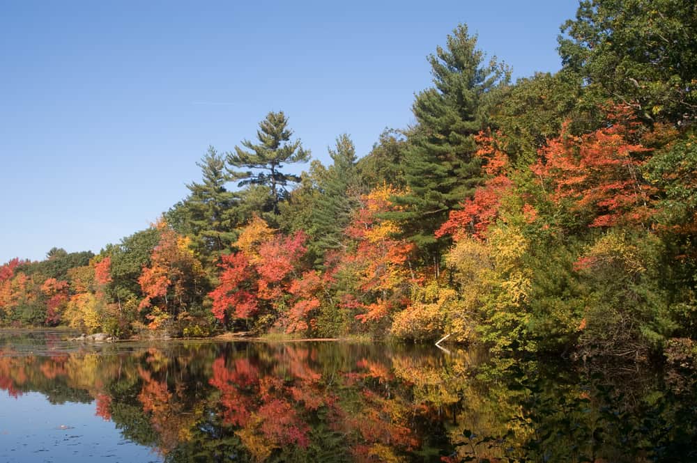Harold Parker State Forest