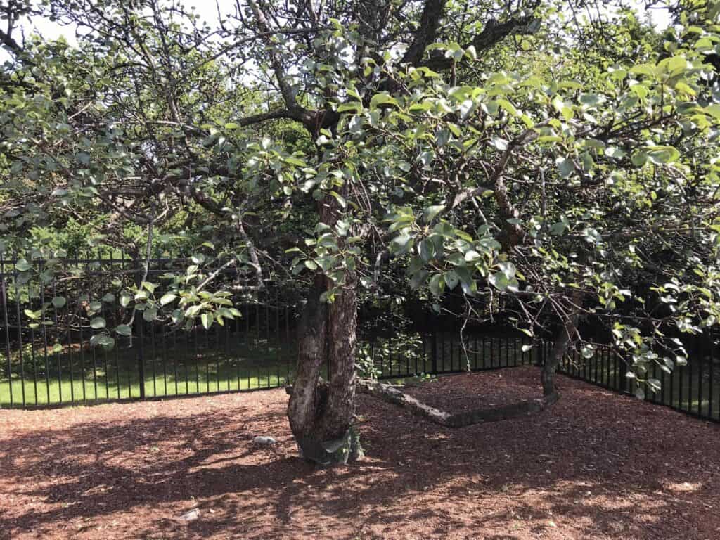 Endicott Pear Tree