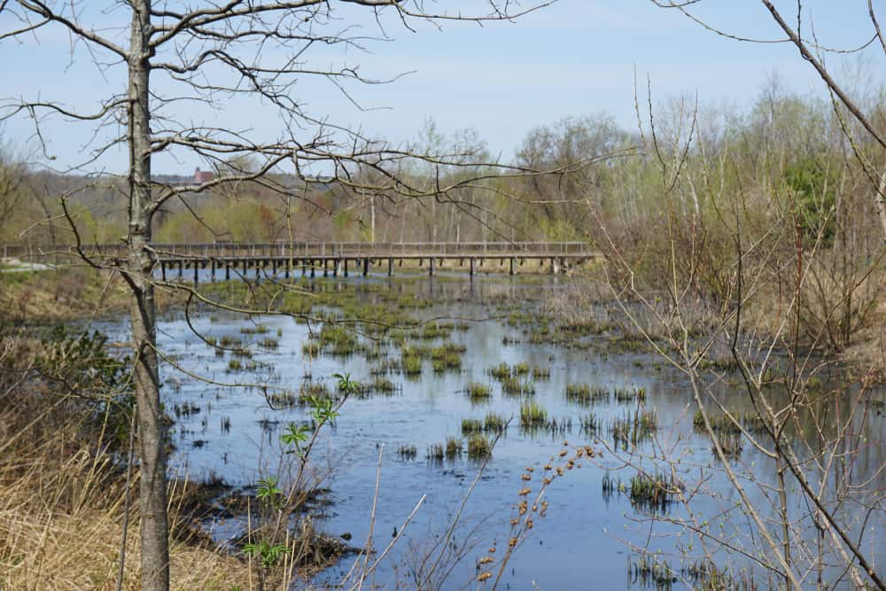 Alewife Brook Reservation