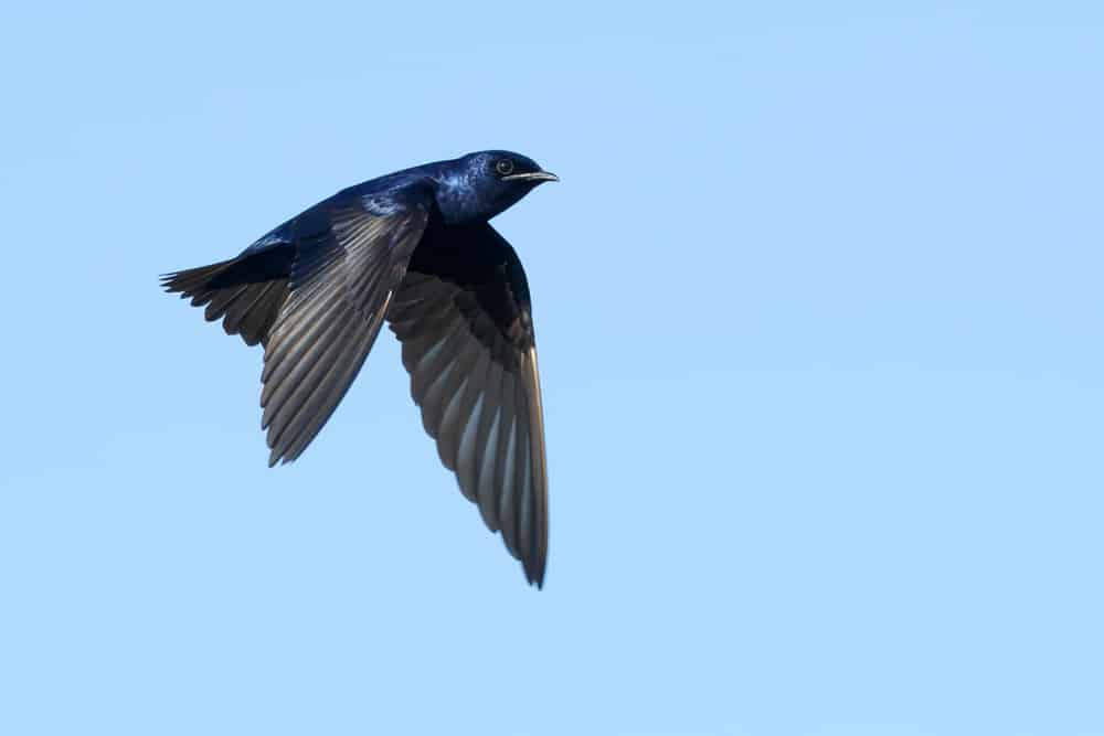 Purple Martin