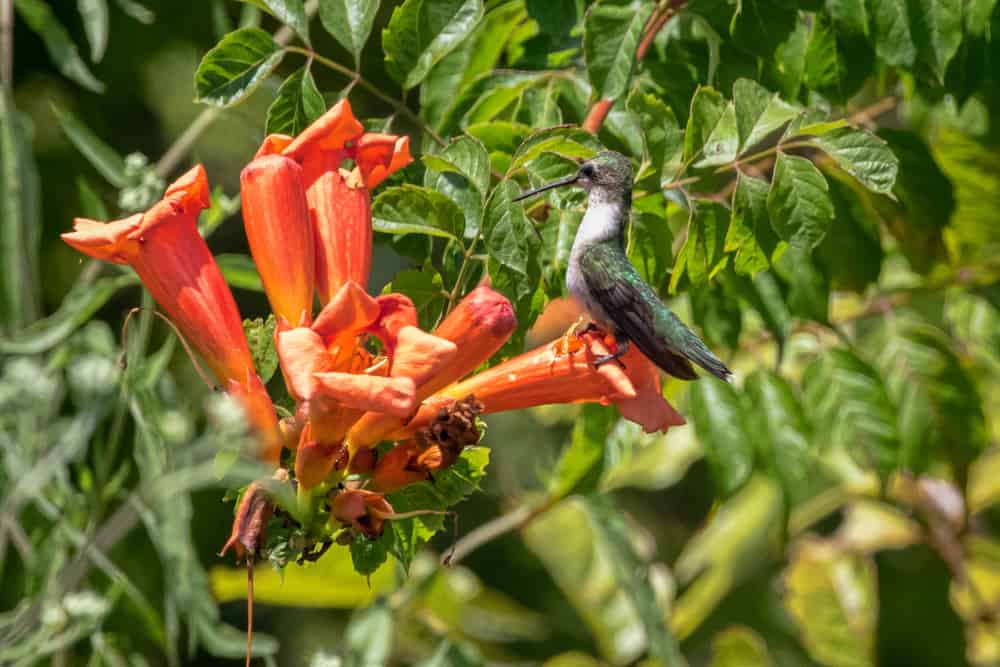 Wheeler Wildlife Refuge