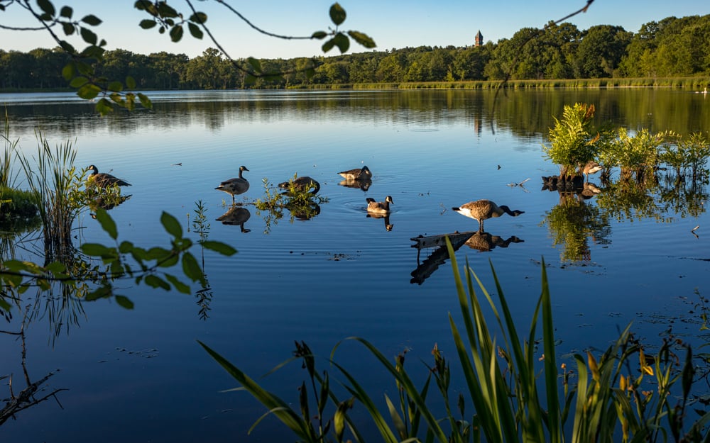 Cutler Park
