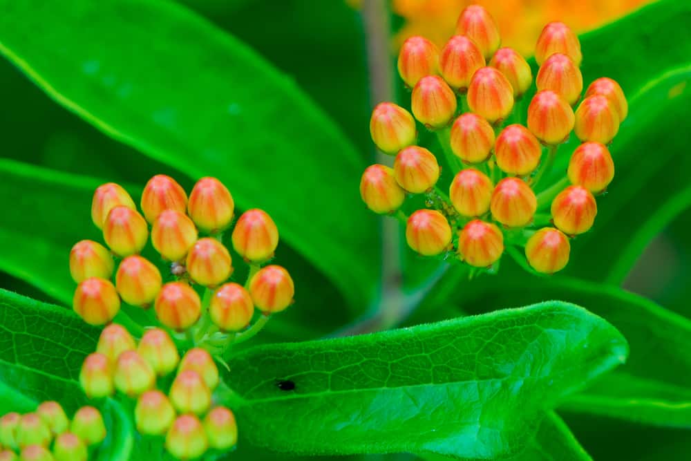 Wellesley College Botanic Gardens