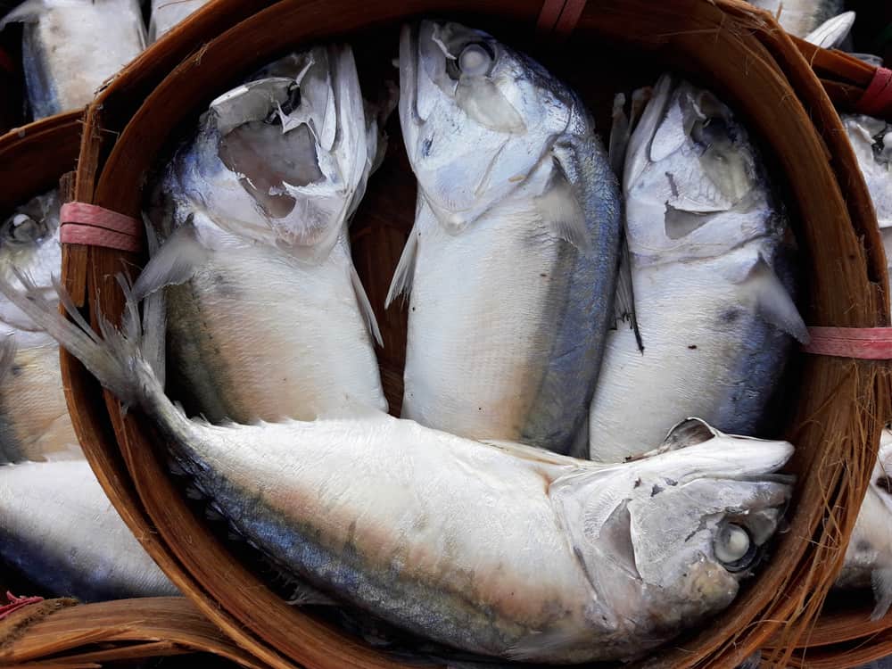 Steamed Short Mackerel