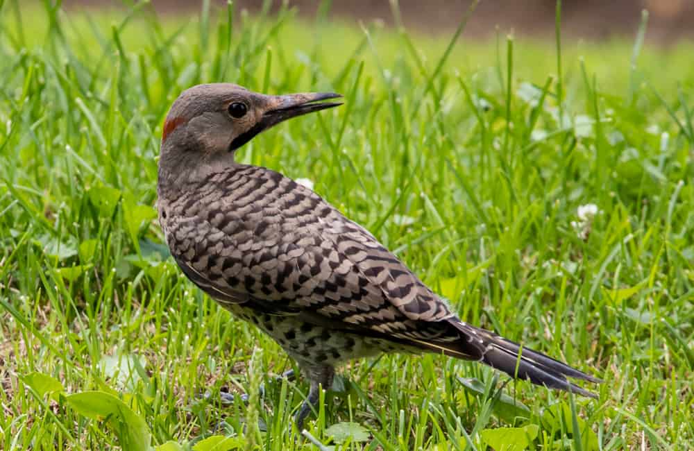 Northern Flicker