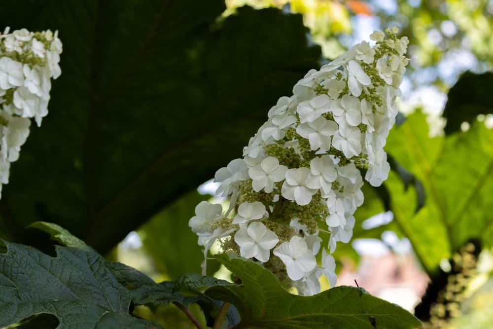 Snowflake Hydrangea