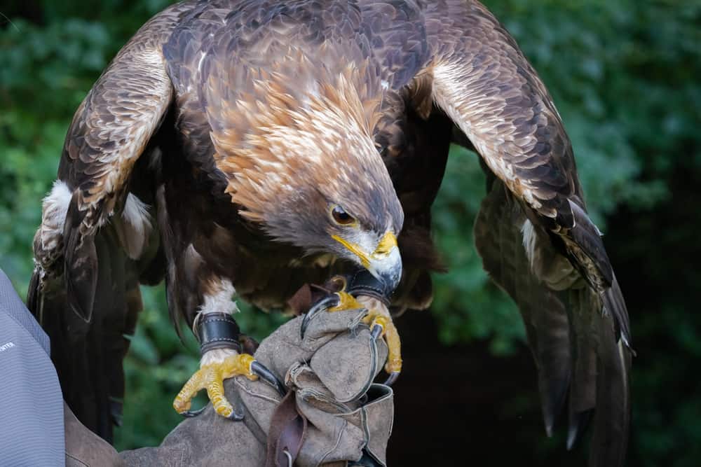 Southeastern Raptor Center
