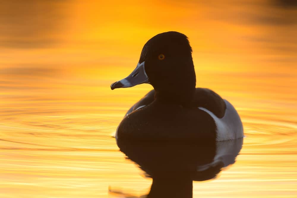 Ring-necked Duck