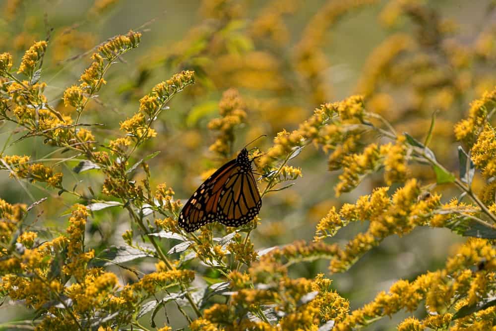 Allens Pond Wildlife Sanctuary