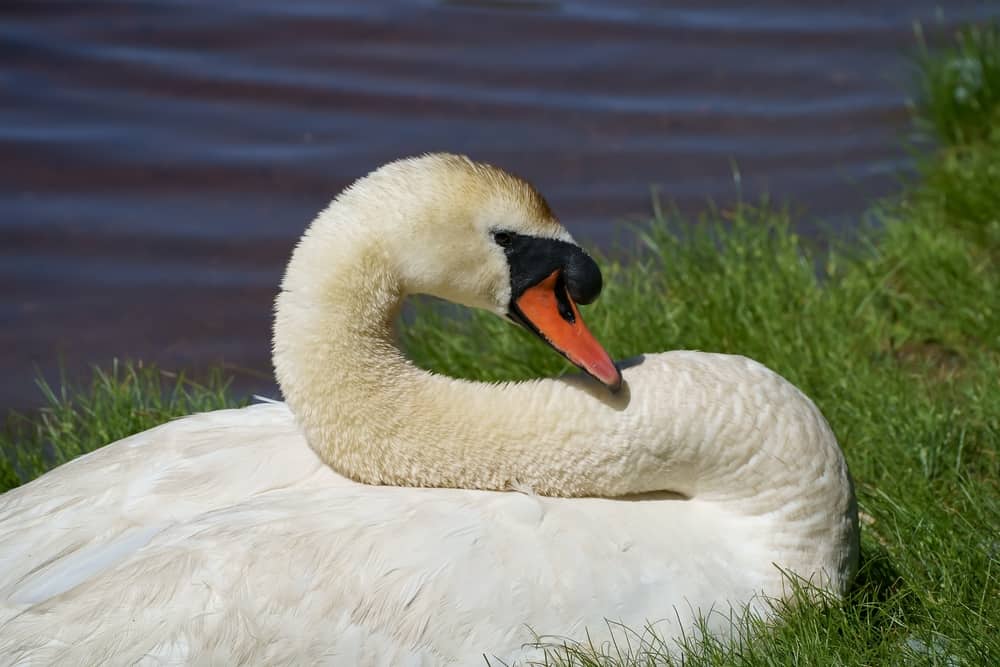 Swan