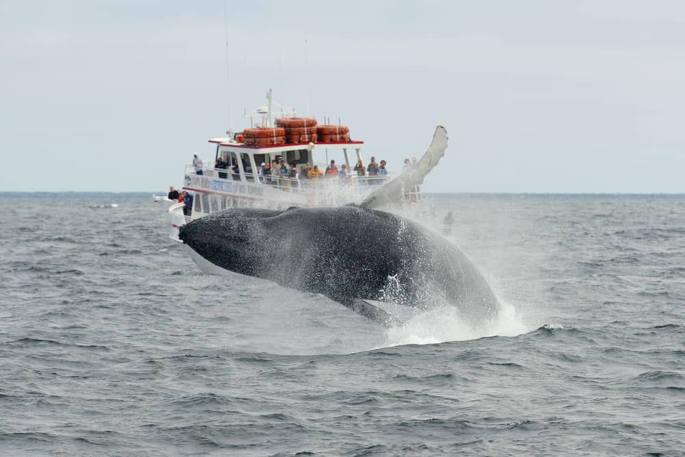 Whale Watching in Gloucester