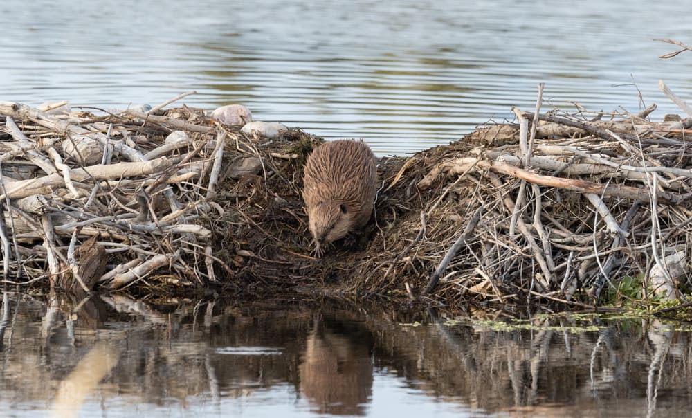 Beaver Dam