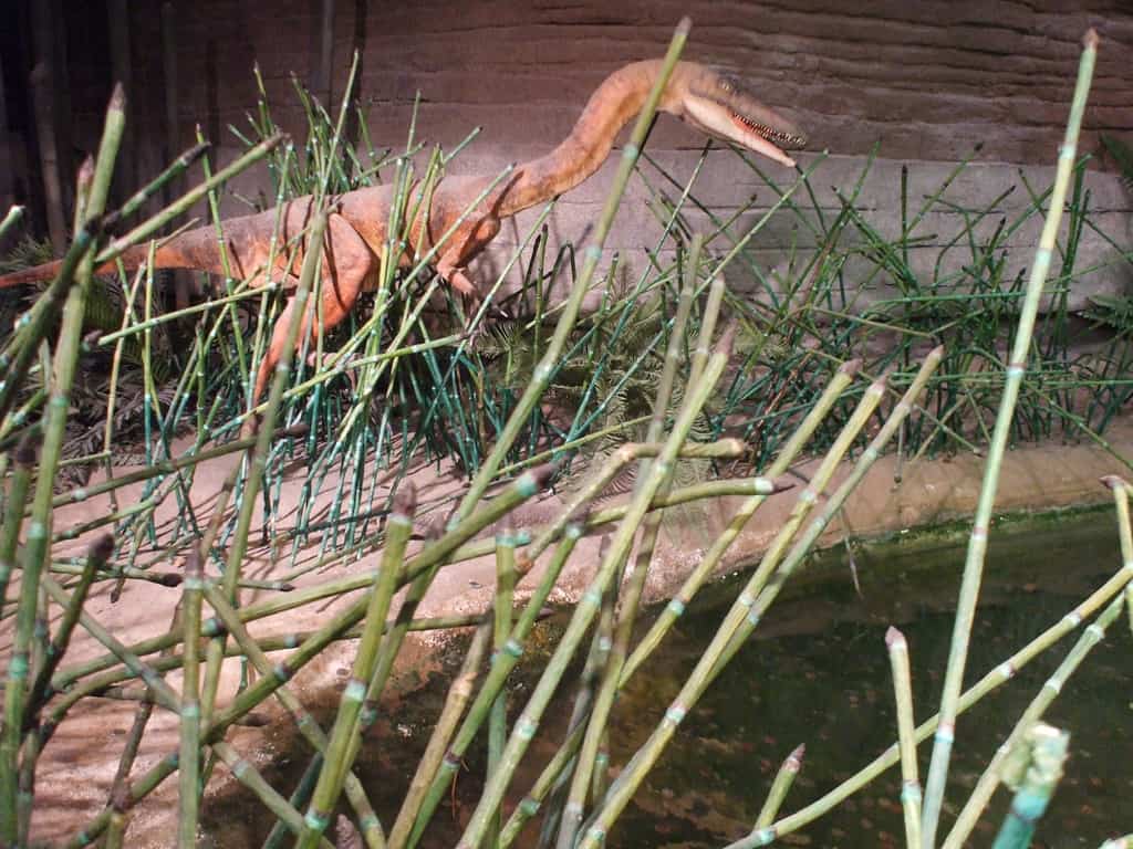 Arizona Museum of Natural History