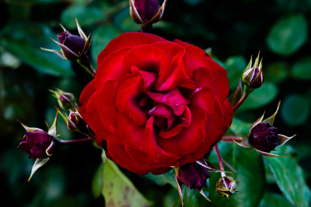 Heritage Rose Garden
