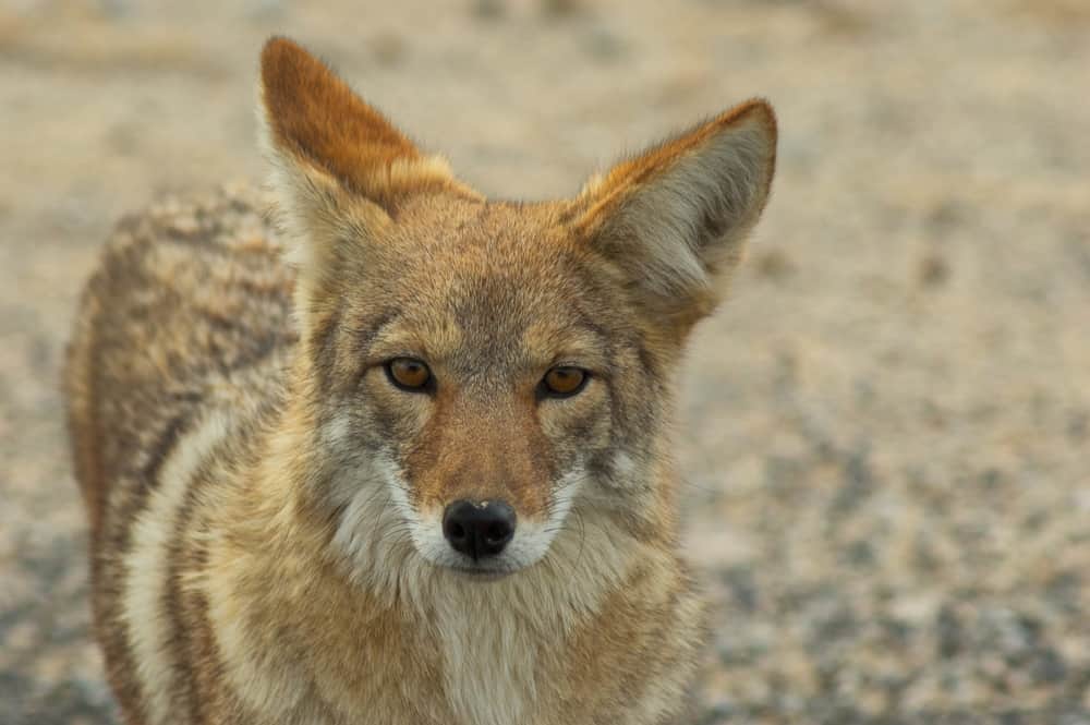 Coyote