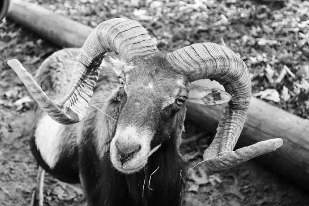 Harmony Park Safari