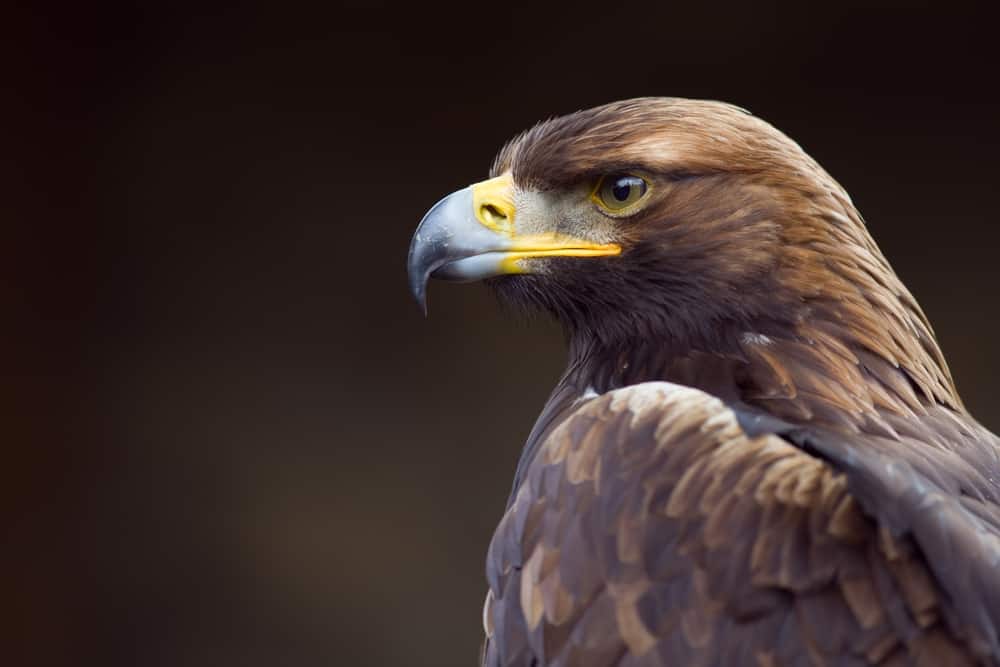 Golden Eagle
