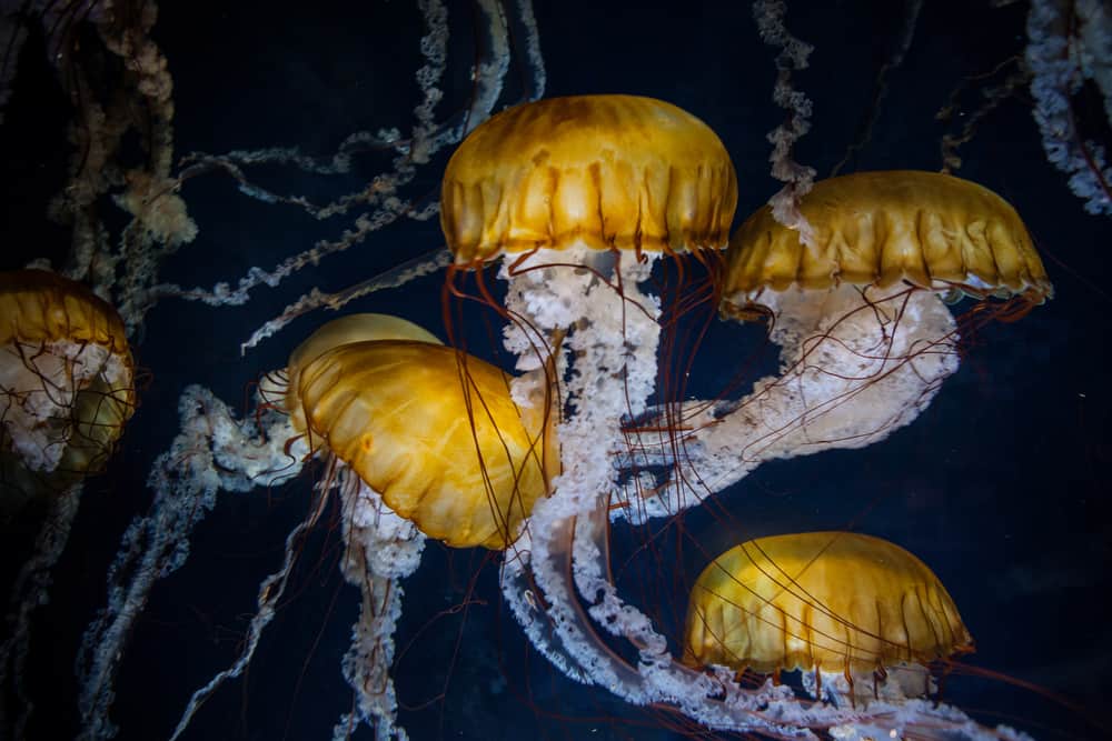 Aquarium of the Bay