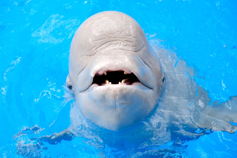 Beluga Whale