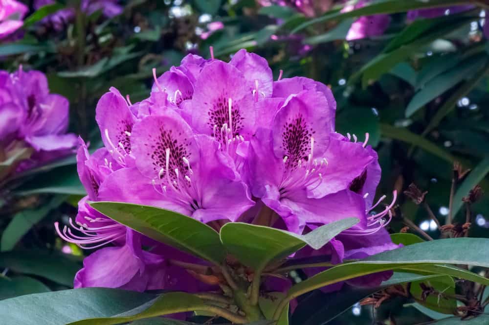 Crystal Springs Rhododendron Garden