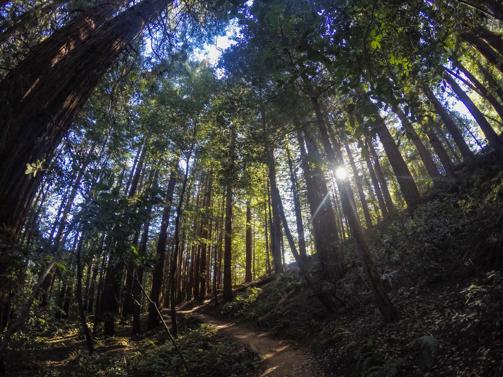 Redwood Regional Park