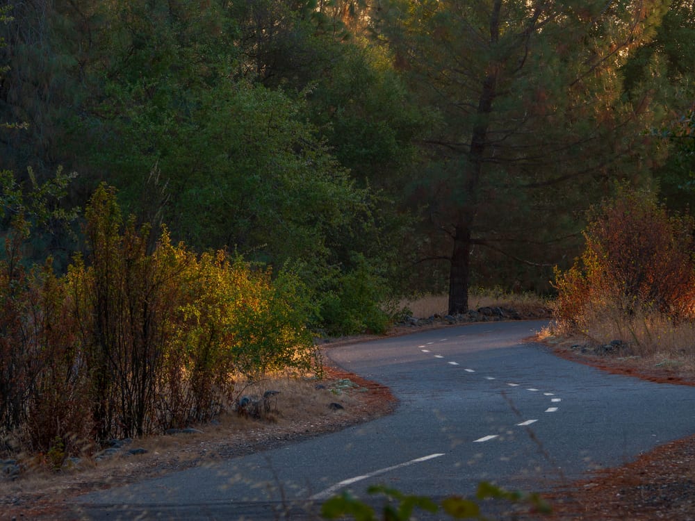 American River Bike Trail