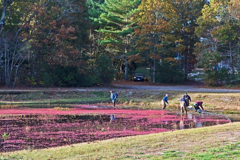Makepeace Farms