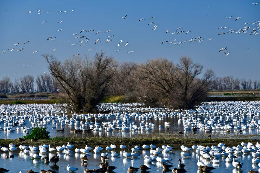 Merced National Wildlife Refuge